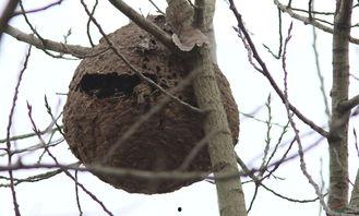 雀占凤巢,一场生态平衡的奇妙邂逅