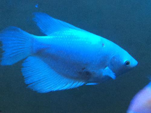 一条叫招财的鱼,财运亨通的神秘守护者